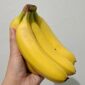 Pisang mengandung karbohidrat yang mudah dicerna, seperti glukosa, fruktosa, dan sukrosa. (Dok. Persda.com/Banny Rachman)
