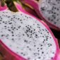 Manfaat Buah Naga bagi Kesehatan. (Pixabay.com/shirakawaraku)